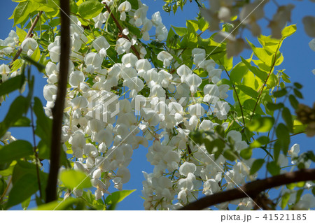 渋川藤まつりの写真素材 渋川藤まつりの写真素材