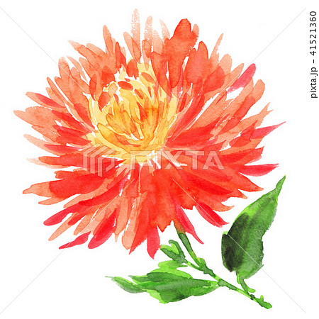 dahlia18621pix7 dahlia18621pix7 41521360