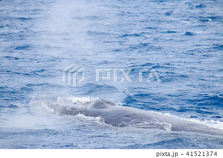 ザトウクジラ ブロウ ザトウクジラ ブロウ 41521374