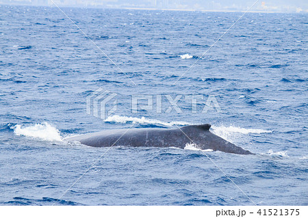 ザトウクジラの背中 41521375
