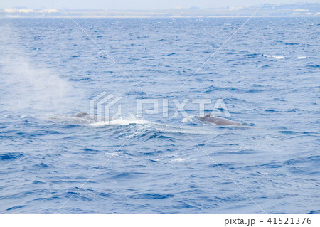 ザトウクジラの親子 ザトウクジラの親子 41521376