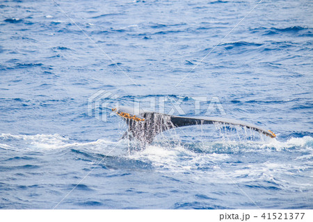 ザトウクジラ フルークアップ ザトウクジラ フルークアップ 41521377