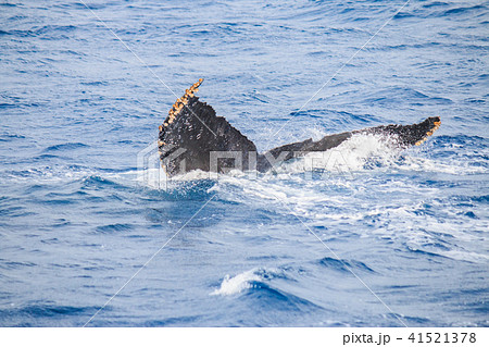ザトウクジラ フルークアップ ザトウクジラ フルークアップ 41521378