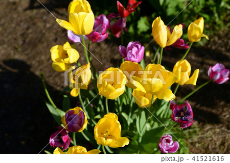 Several blossoming tulips. Several blossoming tulips. 41521616
