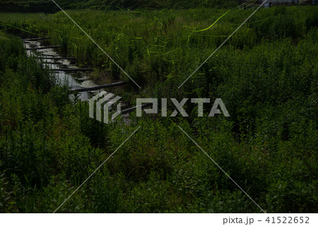 初夏のホタル　鈴鹿ホタルの里　ゲンジボタル 41522652