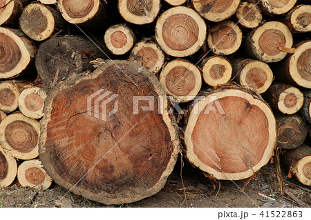 森林伐採 41522863