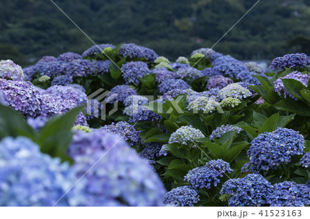 紫陽花 41523163