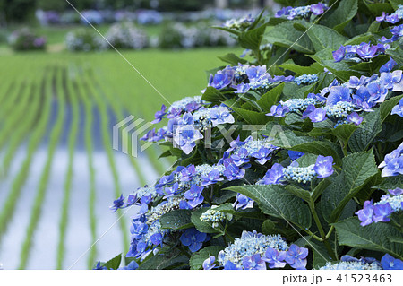 田んぼと紫陽花 41523463
