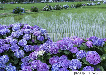 田んぼと紫陽花 41523552