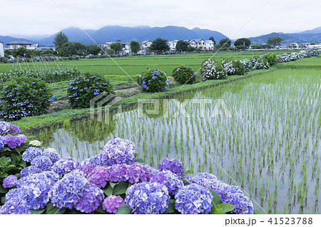 山並みと紫陽花 山並みと紫陽花 41523788