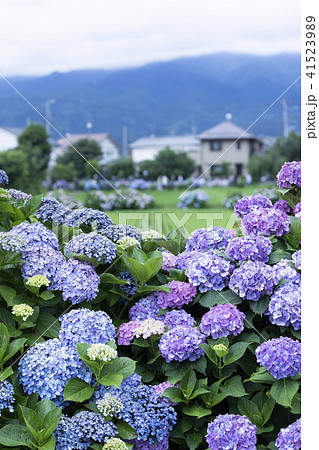 住宅と紫陽花 住宅と紫陽花 41523989