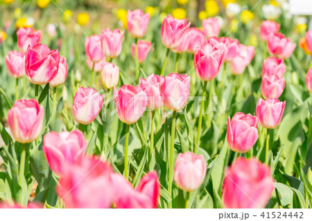 【神奈川県】チューリップ畑 41524442