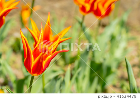 神奈川県 チューリップ畑の写真素材
