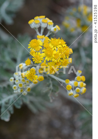 Silver ragwort 41525198