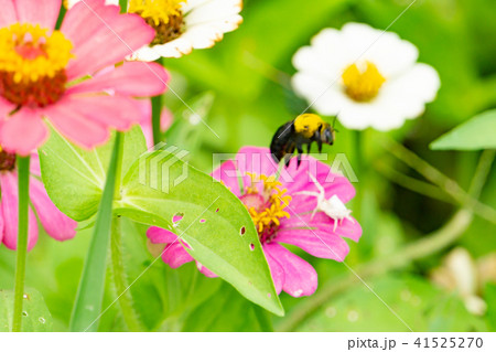 Colorful zinnia flowers,Butterfly and bug drinking 41525270