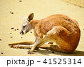 くつろぐカンガルー 41525314