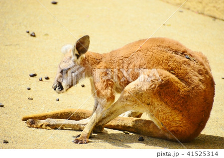 くつろぐカンガルー くつろぐカンガルー 41525314