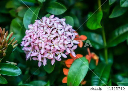 light pink Ixora flower boutique spike and bloom light pink Ixora flower boutique spike and bloom 41525710