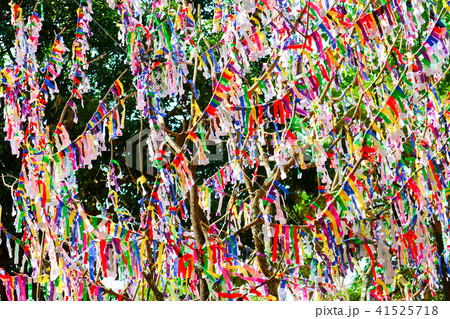 lottery tree random lottery paper and buy lottery lottery tree random lottery paper and buy lottery 41525718