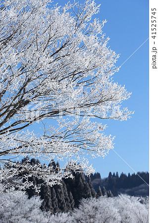 霧氷の樹木 冬の里山 の写真素材