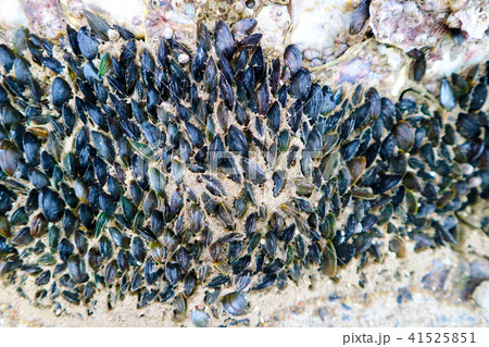 mussel a small sea creature black shell two part mussel a small sea creature black shell two part 41525851