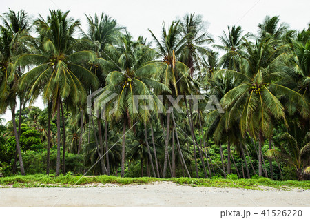 Green lush coconut tree in Khanom, Thailand 41526220