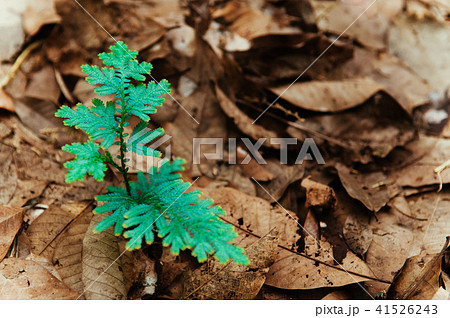 Selaginella willdenowii spikemoss or Peacock fern 41526243