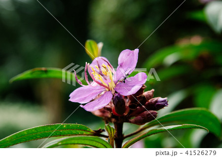 Osbeckia stellata osbeckia, Indian rhododendron 41526279