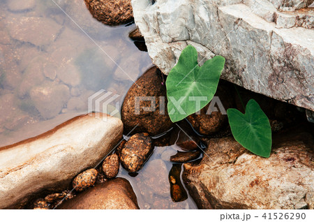 Colocasia plant, Elephant ear, Cocoyam, Dasheen 41526290