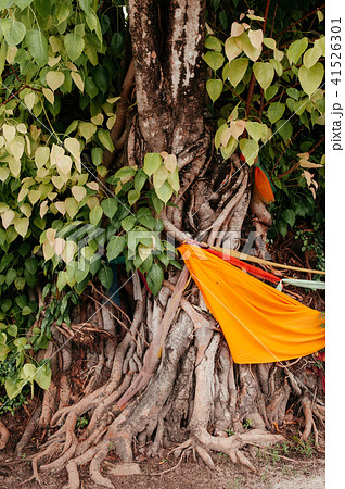 Bodhi, Bo or Bodh tree yellow buddhist monk robe Bodhi, Bo or Bodh tree yellow buddhist monk robe 41526301