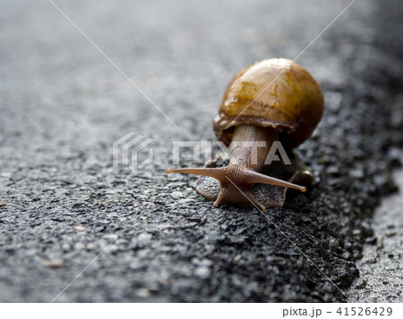 Snail walking on the asphalt road. Snail walking on the asphalt road. 41526429
