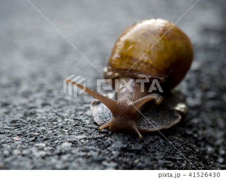 Snail walking on the asphalt road. 41526430