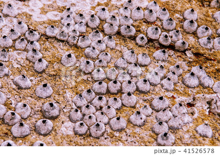 Small Barnacles on sea stone close up details 41526578