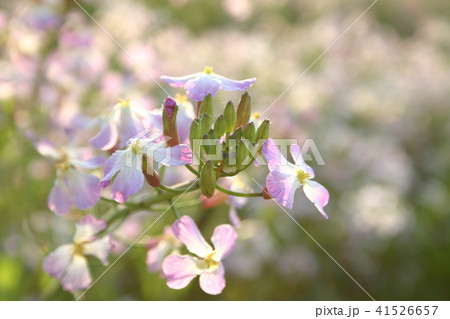 浜大根 浜大根 41526657