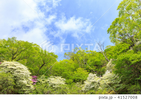栃木県日光市　奥日光　シロヤシオ　ゴヨウツツジ（5月） 41527008