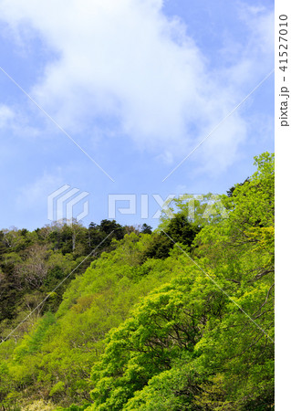 栃木県日光市 奥日光の自然(5月) 栃木県日光市 奥日光の自然(5月) 41527010