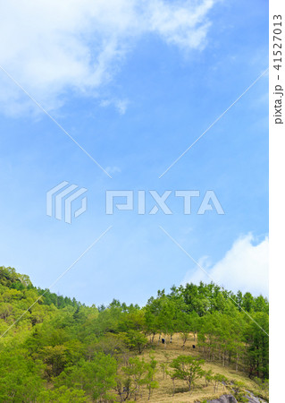 栃木県日光市　奥日光の自然　半月山（5月） 41527013