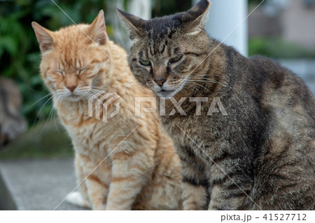 猫 ネコ ねこ ノラ猫 野良猫 可愛い 動物 仲良しの写真素材