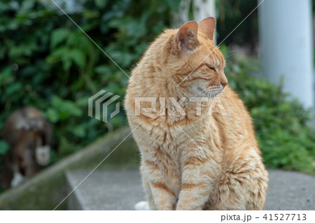 猫 ネコ ねこ ノラ猫 野良猫 可愛い 動物 仲良し 猫 ネコ ねこ ノラ猫 野良猫 可愛い 動物 仲良し 41527713