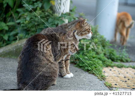 猫 ネコ ねこ ノラ猫 野良猫 可愛い 動物 仲良しの写真素材