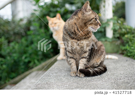 猫 ネコ ねこ ノラ猫 野良猫 可愛い 動物 仲良しの写真素材