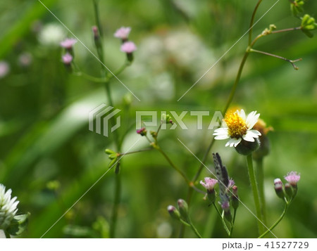 white wild daisy grass flowers in green field 41527729