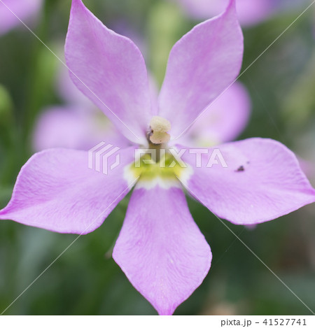 ピンクの花 ピンクの花 41527741