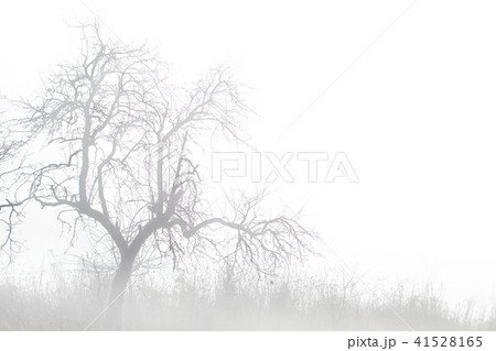 Old fruit tree in mystic morning autumn fog. Copy space. Old fruit tree in mystic morning autumn fog. Copy space. 41528165