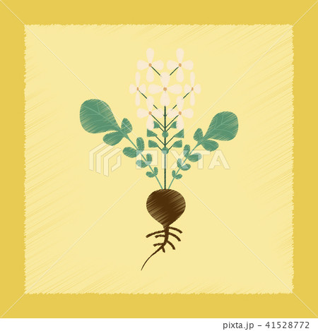 flat shading style Illustrations plant raphanus 41528772