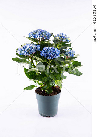 A blue hydrangea in a pot 41530194