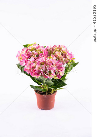 A pink hydrangea in a pot 41530195