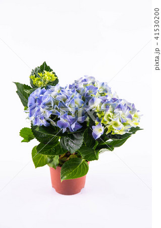A blue hydrangea in a pot 41530200
