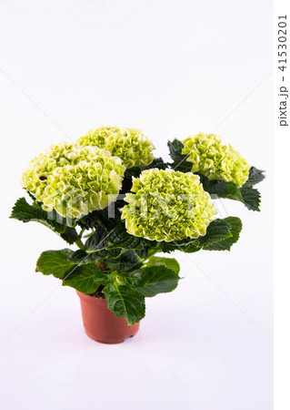 A green hydrangea in a pot 41530201