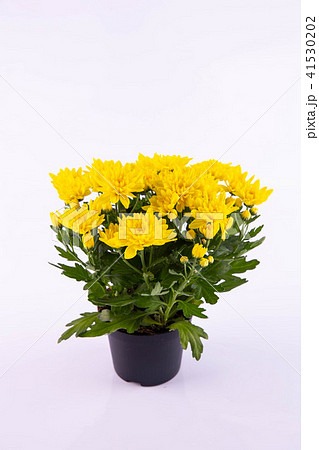 Chrysanthemum yellow bush 41530202